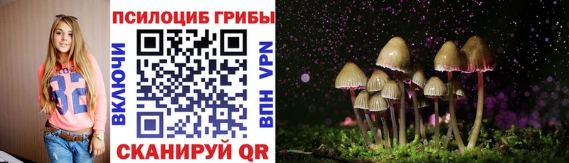 Псилоцибиновые грибы Psilocybe Черногорск